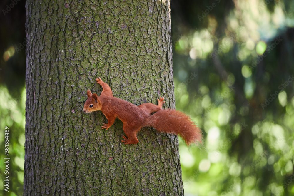 AdobeStock 381354489 Preview