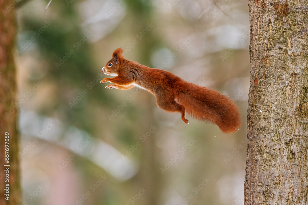 AdobeStock 557697059 Preview