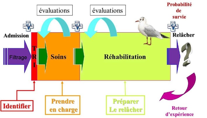 Etapes suivies par les animaux admis en centre de soins ©P. ARNÉ